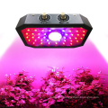 Professional Manufacturer Double Switch 1000 Watt COB LED Grow Light Full Spectrum